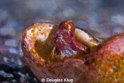 Periscopes 2. A pygmy octopus peeks out of an abandoned N... by Douglas Klug 